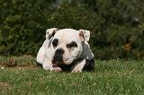 BOULEDOGUE AMERICAIN 281